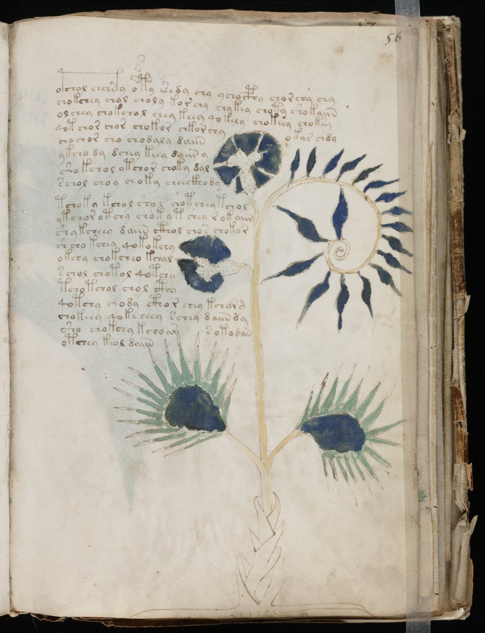 Voynich Rękopis folio 56r, ok. 1500 (atrament na pergaminie) autorstwa Unbekannt