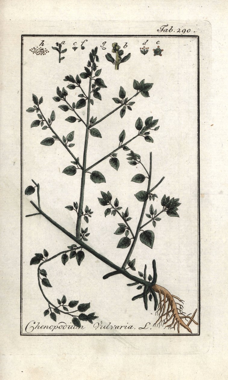 Wulwar (Chenopodium vulvaria). Litografia z "Picture of the Artseny-Gewassen" autorstwa Johannesa Zorna (1739-1799), Holandia autorstwa Unbekannter Künstler