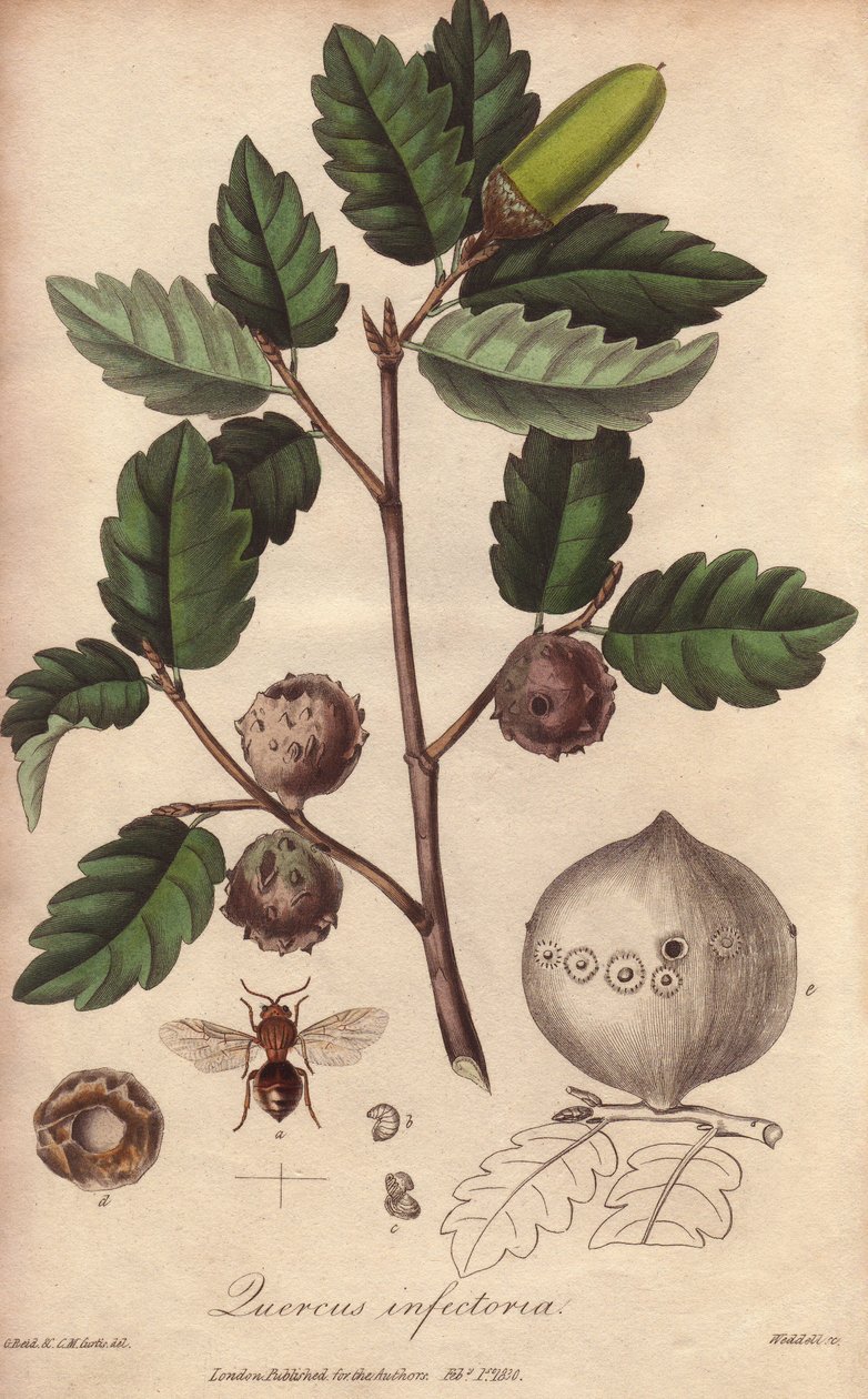 Dąb Walii (Quercus infectoria) - Silna woda autorstwa Williama Clarke