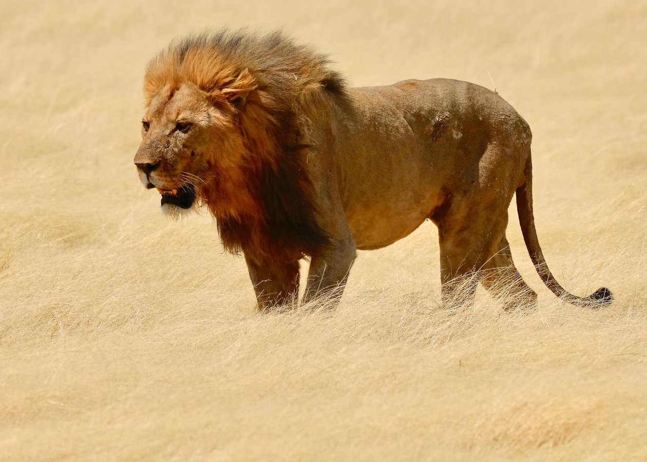 Wojownik, Etosha, 2018 (zdjęcie) autorstwa Unbekannter Künstler