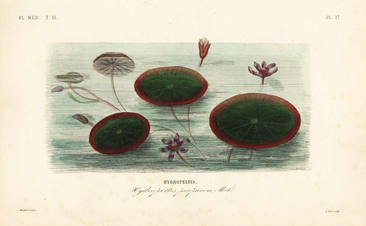 Tarcza wodna, Brasenia schreberi, Hydropeltis purpurea, Hydropeltis autorstwa Unbekannt
