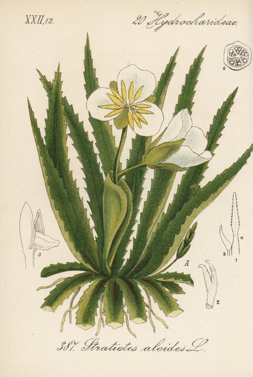 Aloes wodny - Żołnierz wodny, Stratiotes aloides. Ręcznie kolorowana litografia z Flory Niemiec (Flora von Deutschland) Diedericha von Schlechtendala, Jena autorstwa Unbekannter Künstler