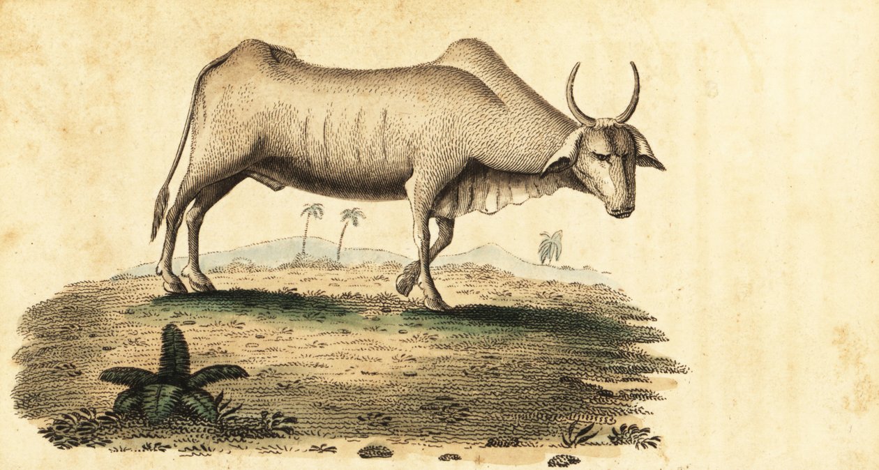 Bawół wodny, Bubalus bubalus., 1800 (grawerowanie) autorstwa Unbekannter Künstler
