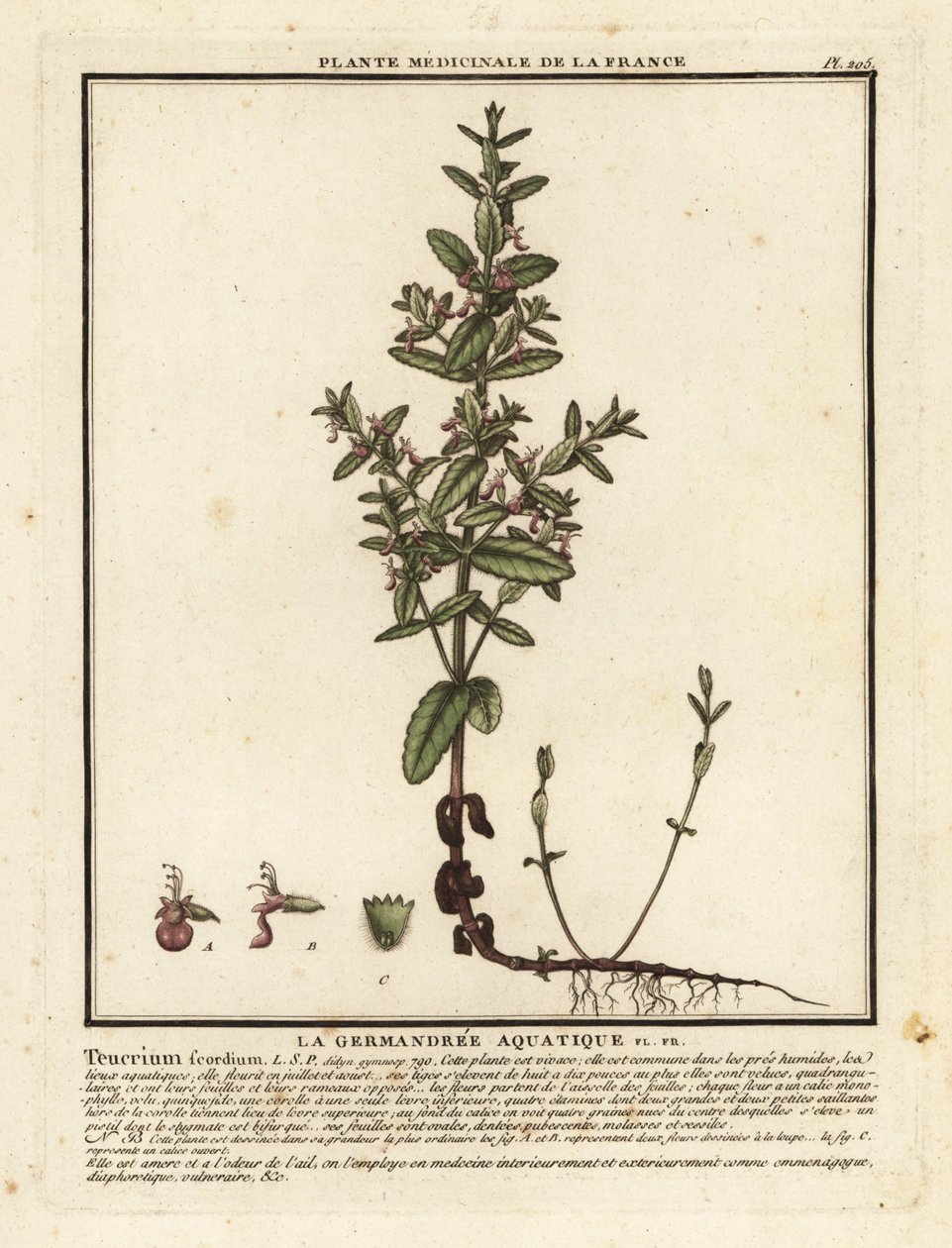 Ożanka wodna, Teucrium scordium. autorstwa Unbekannter Künstler