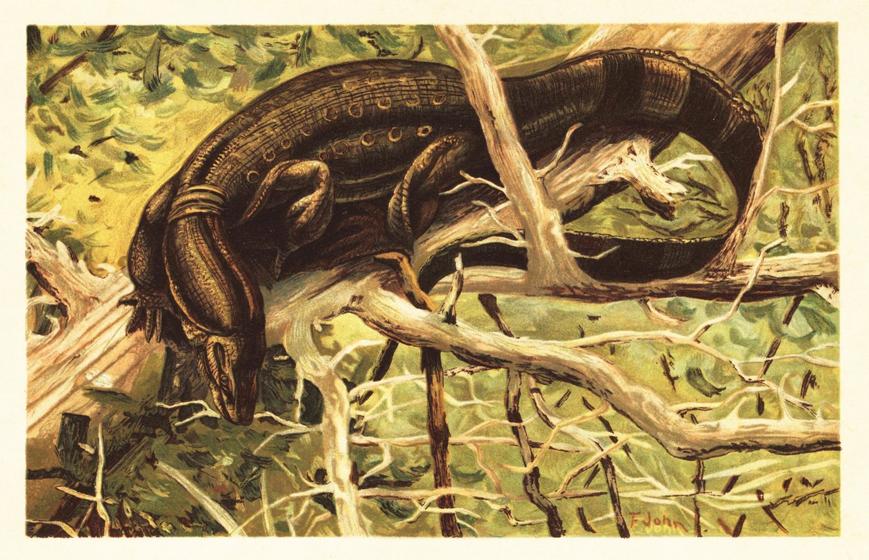 Waran wodny, salwator Varanus. 1908 (litografia) autorstwa Unbekannter Künstler