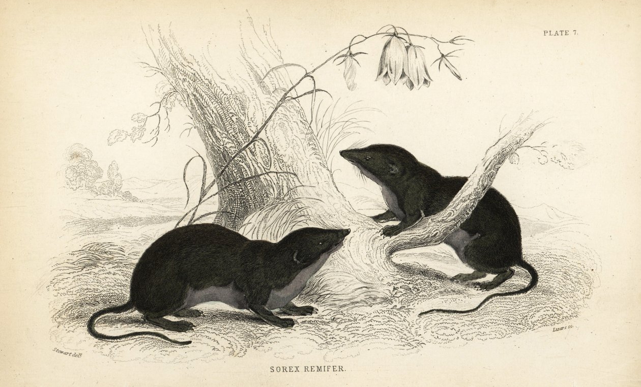 Ryjówka wodna, Neomys fodiens (Sorex remifer, Sorex fodiens). Ręcznie kolorowany staloryt Lizarsa na podstawie ilustracji Jamesa Stewarta z William Jardine