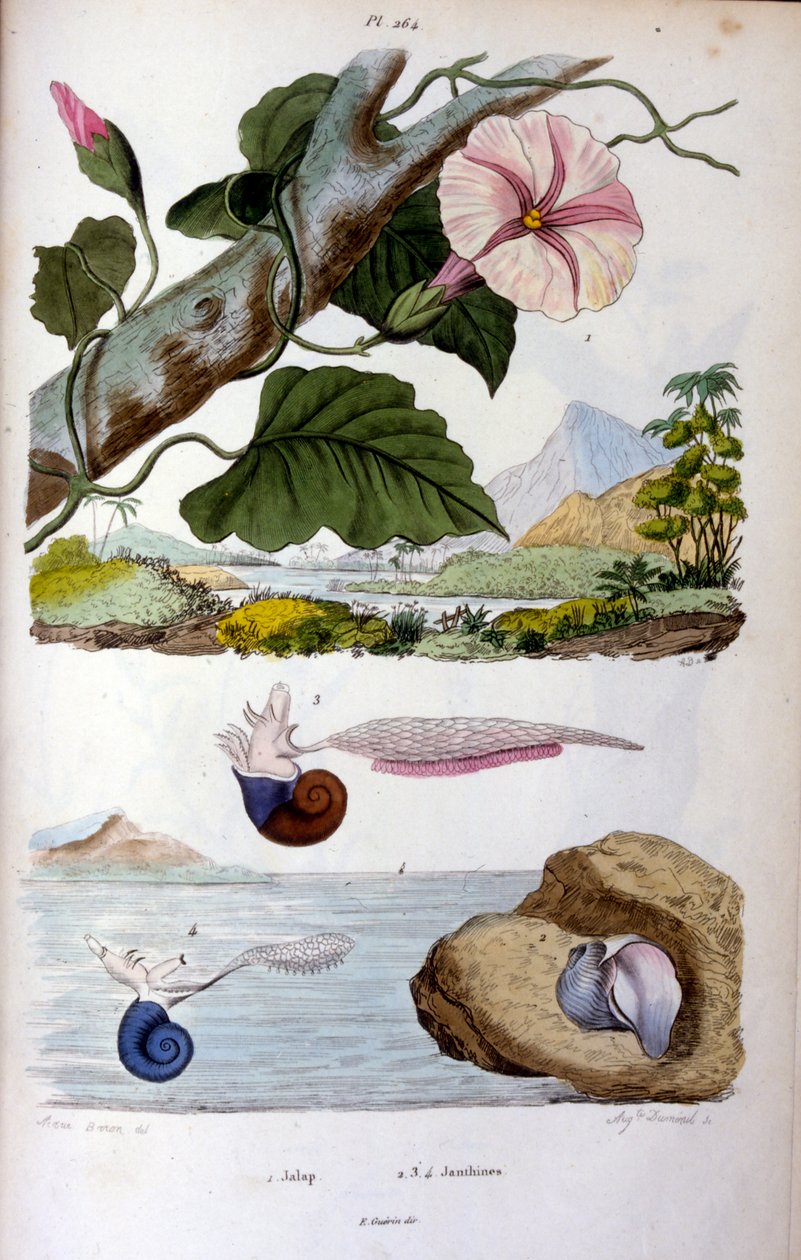Ślimak wodny; ilustracja botaniczna i zoologiczna autorstwa F. E. Guérina. Z Dictionnaire pittoresque d