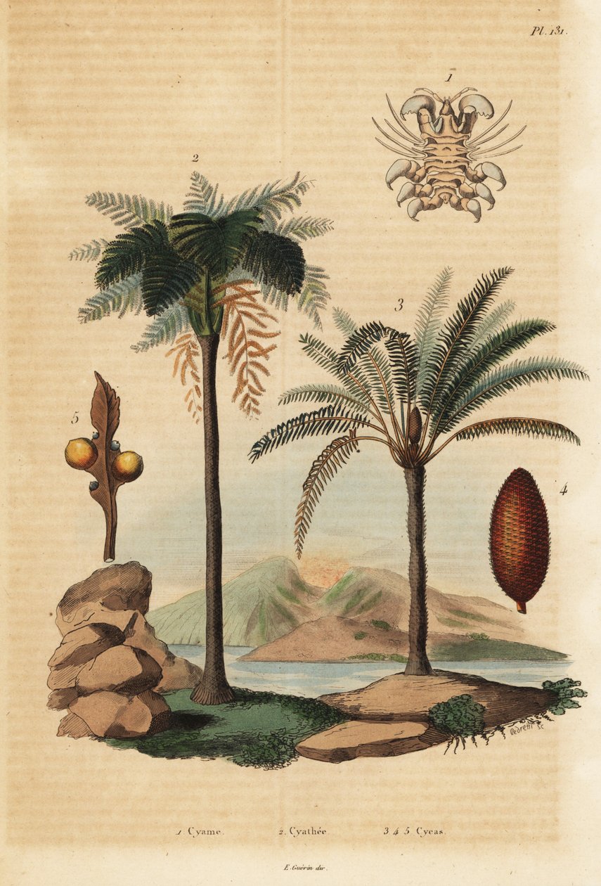 Wesz wielorybi, Cyamus ovalis 1, paproć zachodnioindyjska, Cyathea arborea 2 i palma sago, Cycas revoluta 3-5 autorstwa Unbekannt