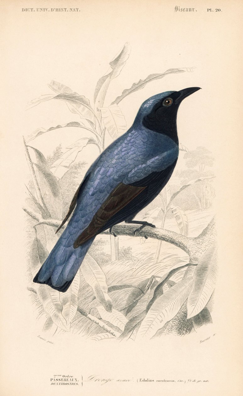 Drongo białobrzuchy, Dicrurus caerulescens. Ręcznie kolorowana rycina Fourniera na podstawie ilustracji Edouarda Traviesa z Dictionnaire Universelle d