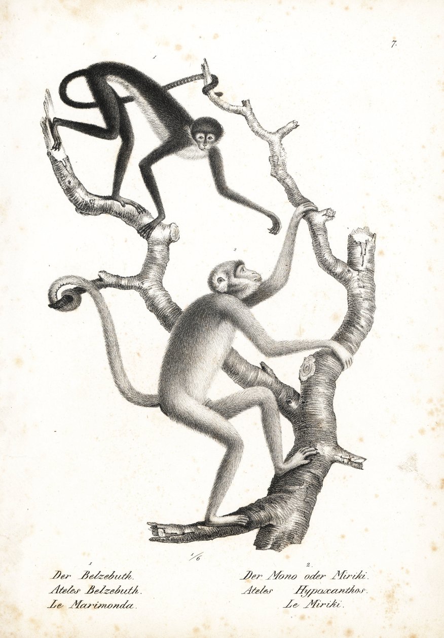 Pająk białobrzuchy, Ateles belzebuth (zagrożony wyginięciem) i muriqui północny, Brachyteles hypoxanthus (Ateles hypoxanthus), krytycznie zagrożony wyginięciem. Litografia autorstwa Karla Josepha Brodtmanna z Ilustrowanej historii naturalnej zwierząt Heinr autorstwa Unbekannter Künstler