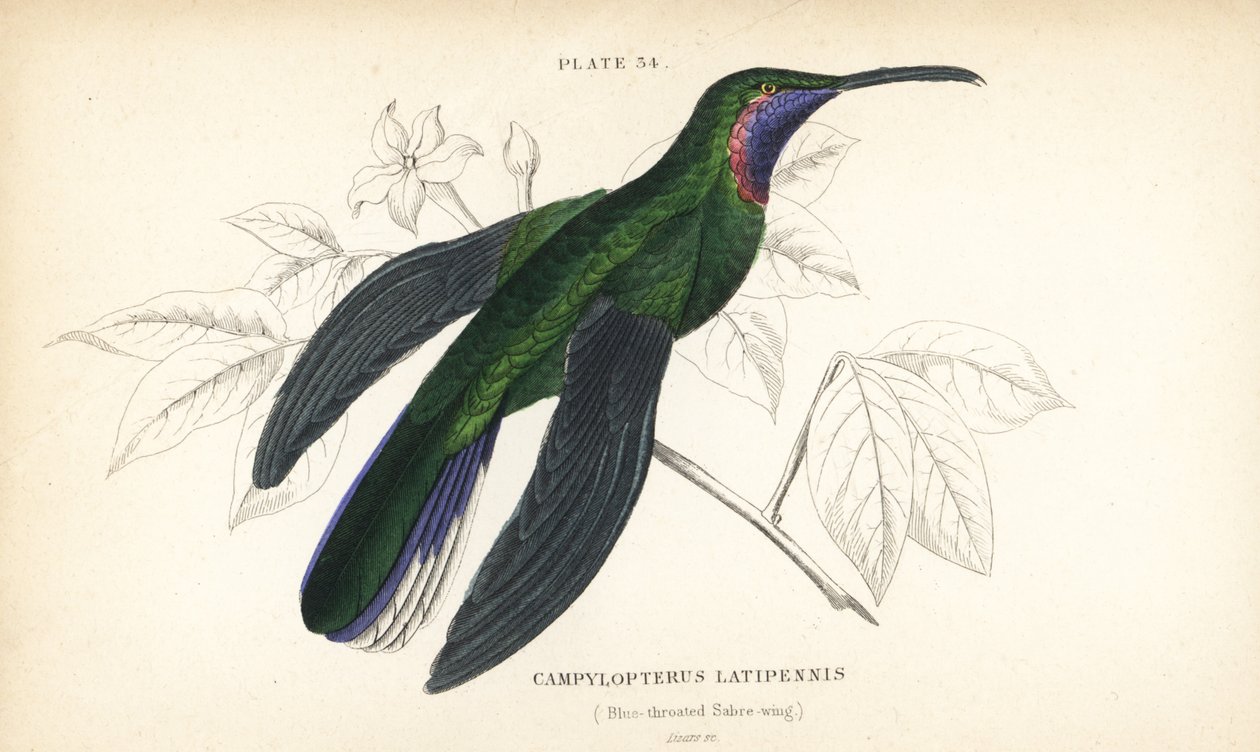 Szablodziób białoogonowy, Campylopterus ensipennis (Szablodziób niebieskodzioby, Trochilus latipennis). Ręcznie kolorowana stalowa rycina autorstwa Williama Lizarsa z Sir William Jardine