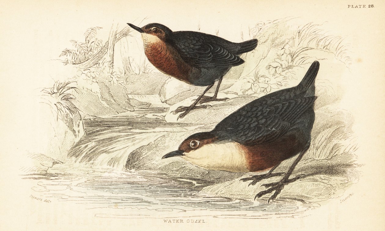 Wóz z białym gardłem lub ouzel wodny, Cinclus cinclus.1889 (grawerowanie) autorstwa Unbekannter Künstler