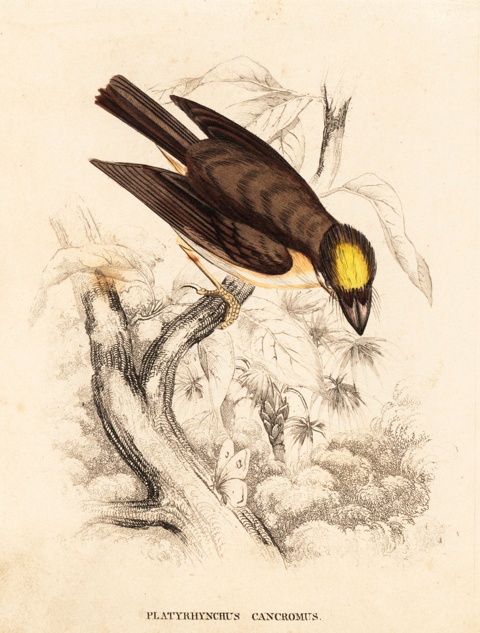 Płaskonos białogrzbiety, Platyrinchus mystaceus (Płaskonos żółtogrzbiety, Platyrhynchus cancromus). Ręcznie kolorowany staloryt z Galerii Historii Naturalnej Georga Friedricha Treitschke, Naturhistorischer Bildersaal des Thierreiches, Lipsk autorstwa Unbekannter Künstler