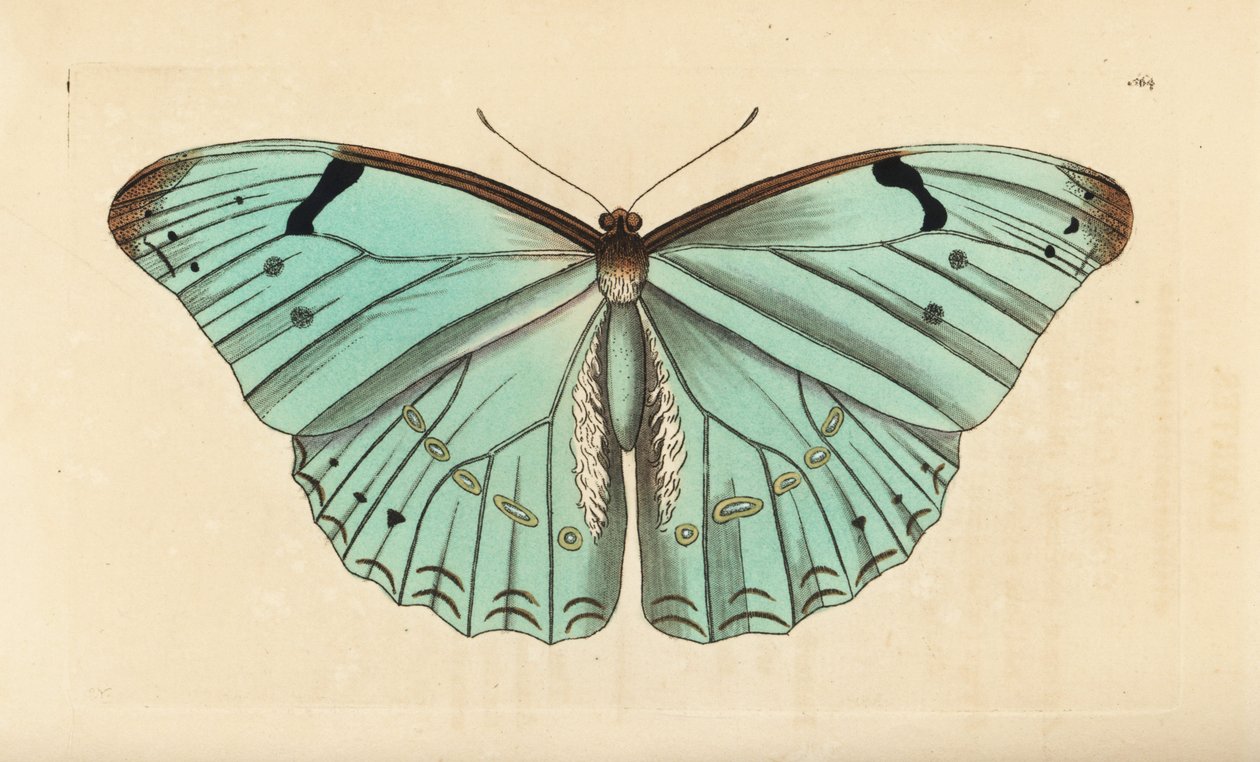 Morpho biały, Morpho laertes autorstwa Unbekannt