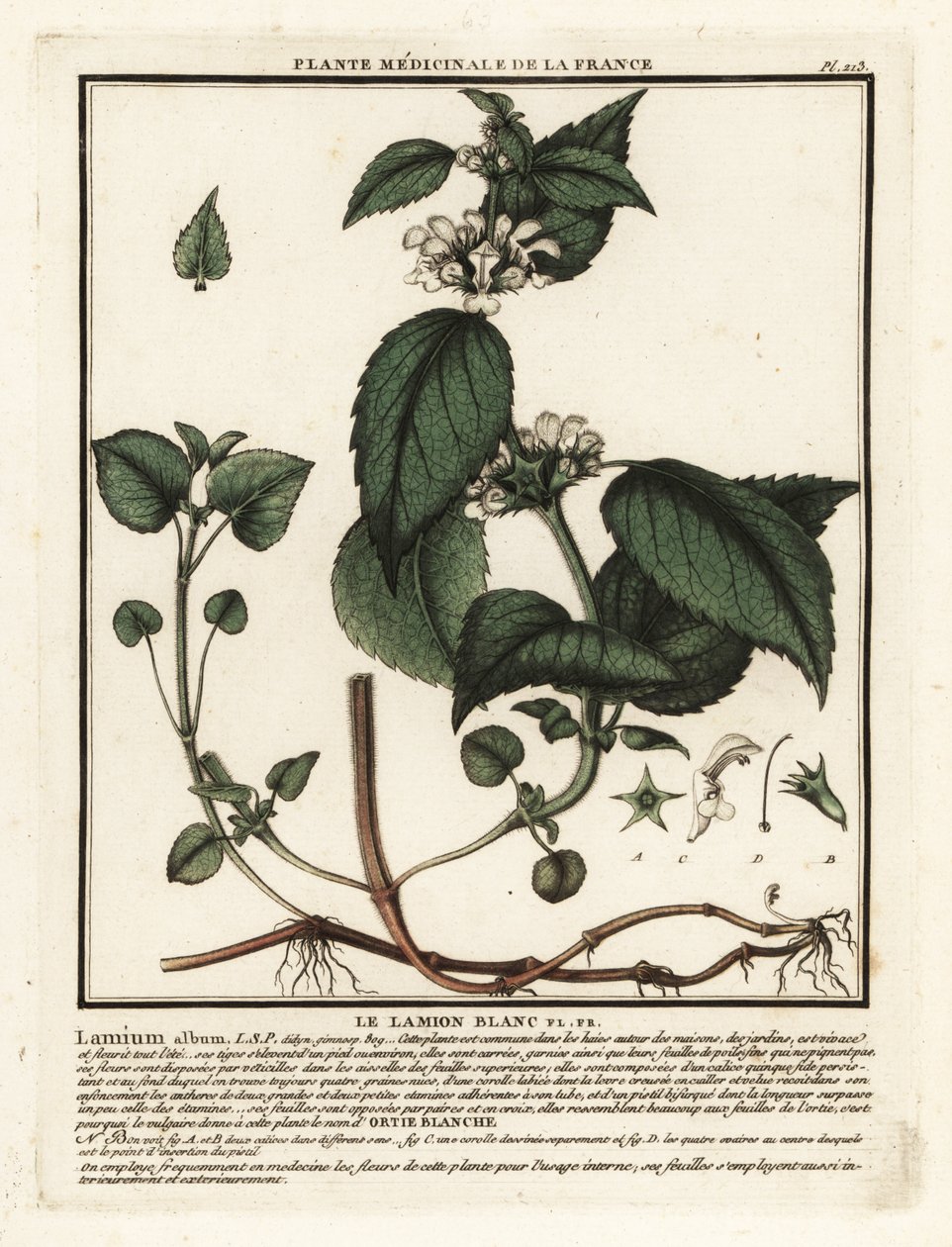 Biała pokrzywa, album Lamium. autorstwa Unbekannter Künstler