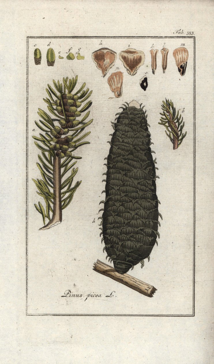 Jodła biała, pektynowa lub Wogezów (Abies alba). Litografia z "Afbeelding der Artseny-Gewassen" Johannesa Zorna (1739-1799), Holandia autorstwa Unbekannter Künstler