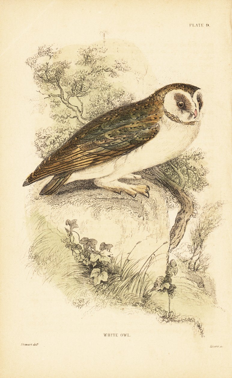 Biała sowa lub płomykówka, Tyto alba, siedząca na skale. 1889 (grawerowanie) autorstwa Unbekannter Künstler