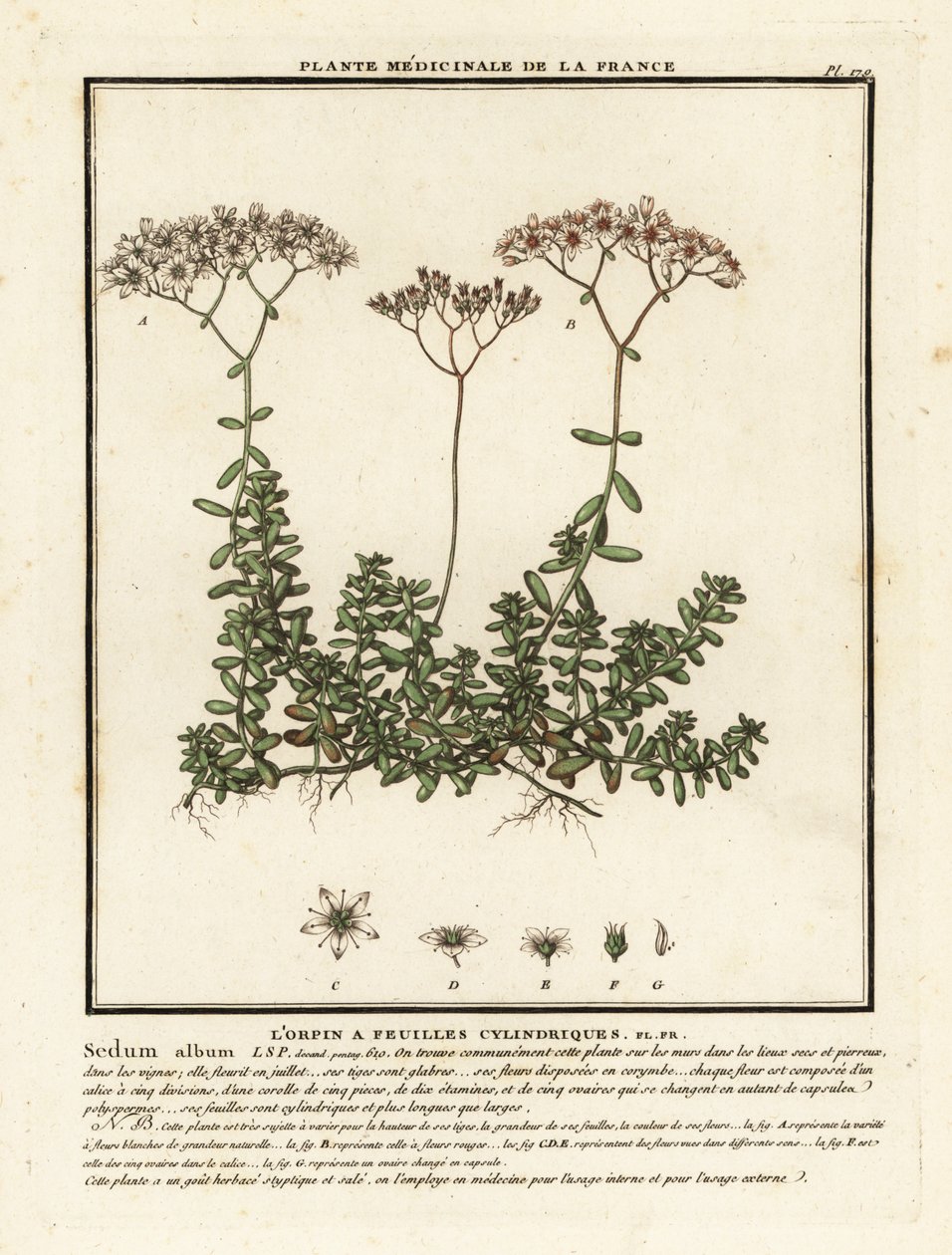 Biała rozchodnik, album Sedum. autorstwa Unbekannter Künstler