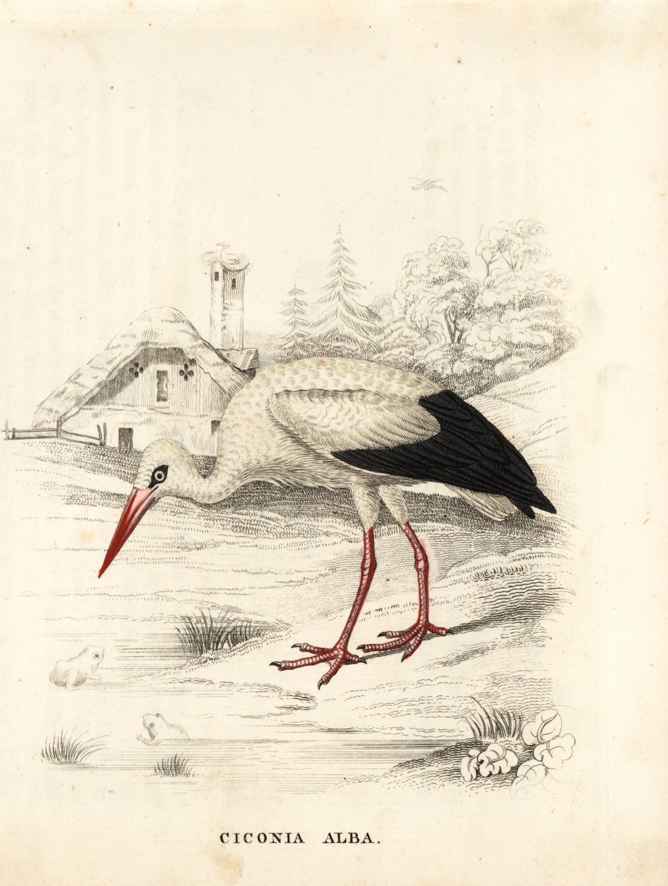 Bocian biały, Ciconia ciconia (Ciconia alba). Ręcznie kolorowany staloryt z Galerii Historii Naturalnej Georga Friedricha Treitschke, Naturhistorischer Bildersaal des Thierreiches, Lipsk autorstwa Unbekannter Künstler
