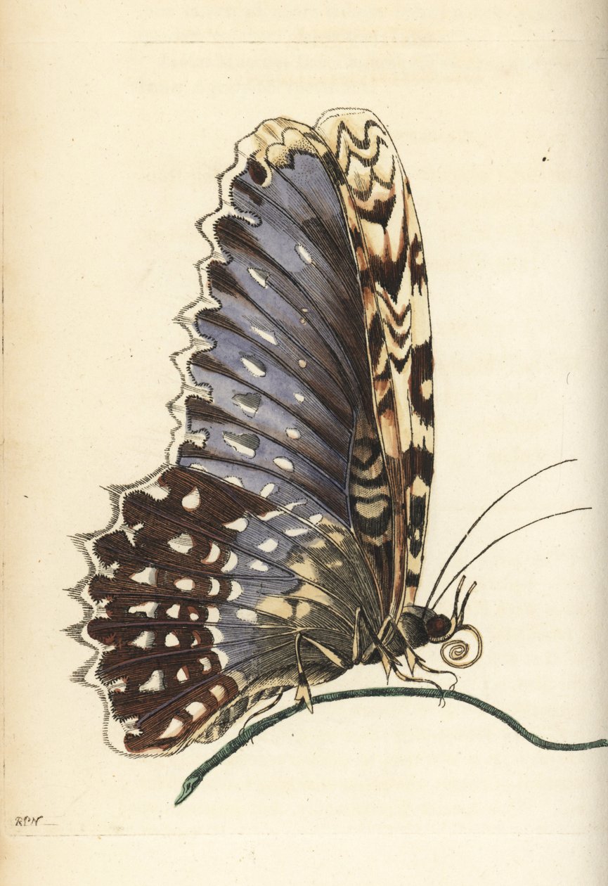 Biała ćma czarownica, Thysania agrippina (motyl Agrippina, Phalaena agrippina). Ilustracja narysowana i wygrawerowana przez Richarda Polydore