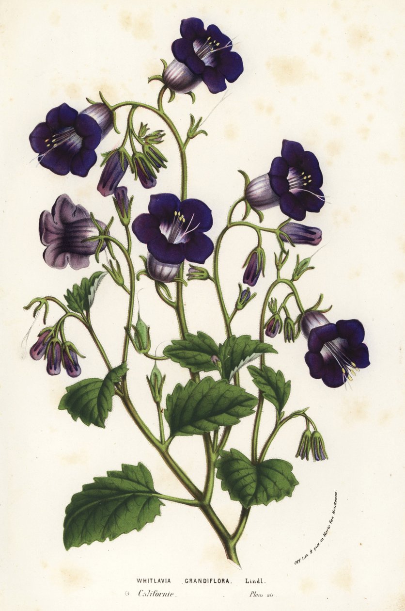 Dzikie dzwonki Canterbury, facelia mniejsza (Whitlavia grandiflora). Ręcznie kolorowana litografia z dzieła Louisa van Houtte