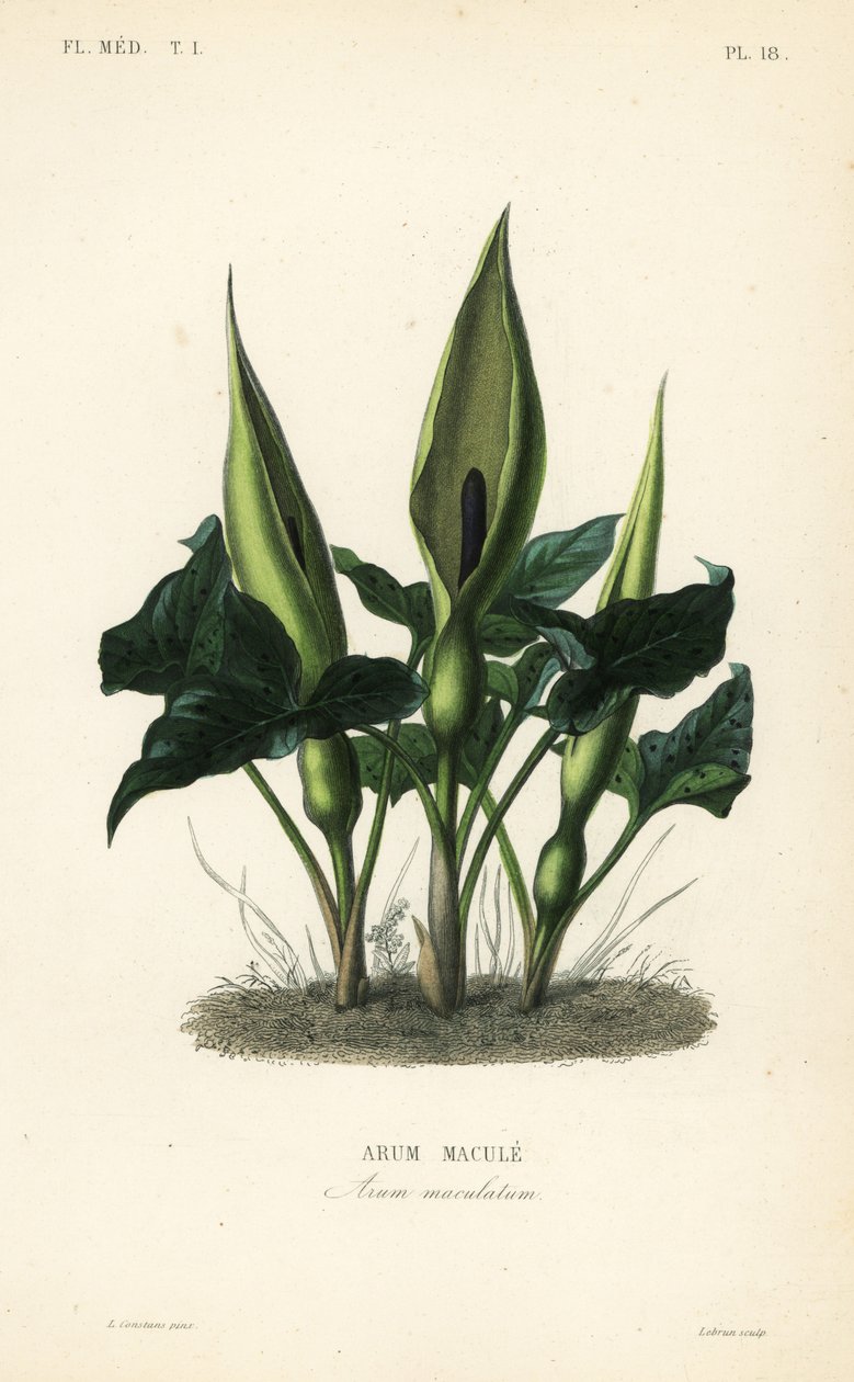 Dziki arum, panowie i panie lub Jack na ambonie, Arum maculatum, Arum macule autorstwa Unbekannt