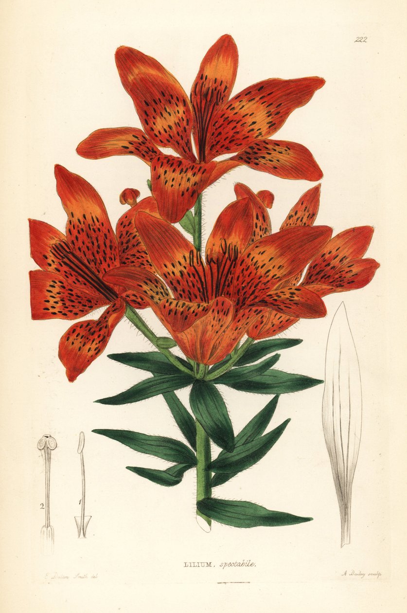 Dzika lilia - lilia syberyjska, Lilium pensylvanicum (efektowna lilia syberyjska, Lilium spectabile). Ręcznie kolorowany miedzioryt A. Baileya według Edwina Daltona Smitha z książki "Ornamental Flower Garden and Shrubbery" Johna Lindleya i Roberta Sweeta,  autorstwa Unbekannter Künstler