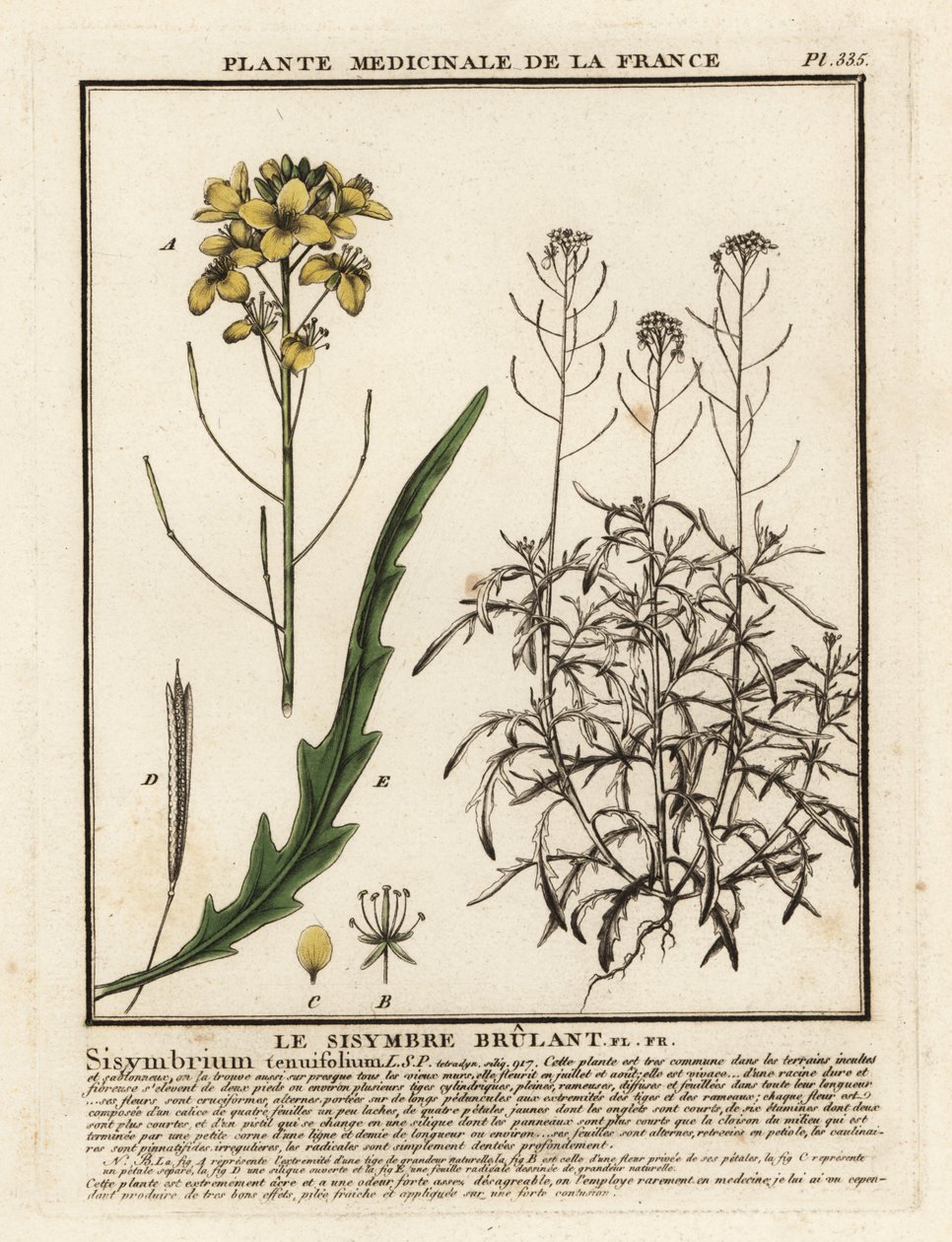 Dzika rukola, Diplotaxis tenuifolia. autorstwa Unbekannter Künstler