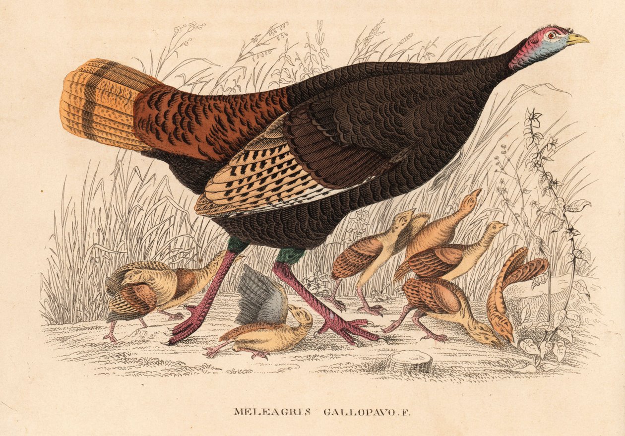 Dziki indyk, Meleagris gallopavo, kura z pisklętami. Ręcznie kolorowana litografia z Galerii Historii Naturalnej Georga Friedricha Treitschke, Naturhistorischer Bildersaal des Thierreiches, Lipsk. autorstwa Unbekannter Künstler