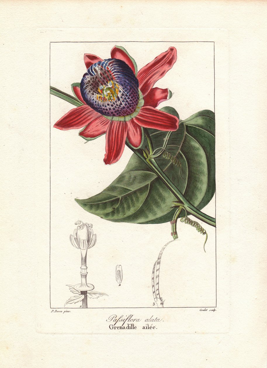 Passiflora alata, kwiat męczennicy, pochodzący z Brazylii. Ręcznie kolorowany sztych na miedzi wykonany przez Gouleta na podstawie botanicznej ilustracji Pancrace