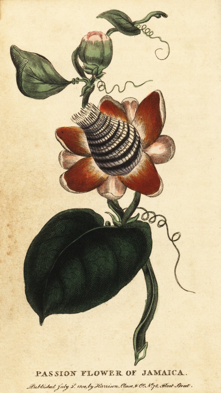 Kwiat męczennicy uskrzydlonej łodygi, Passiflora elata., 1800 (grafika) autorstwa Unbekannter Künstler