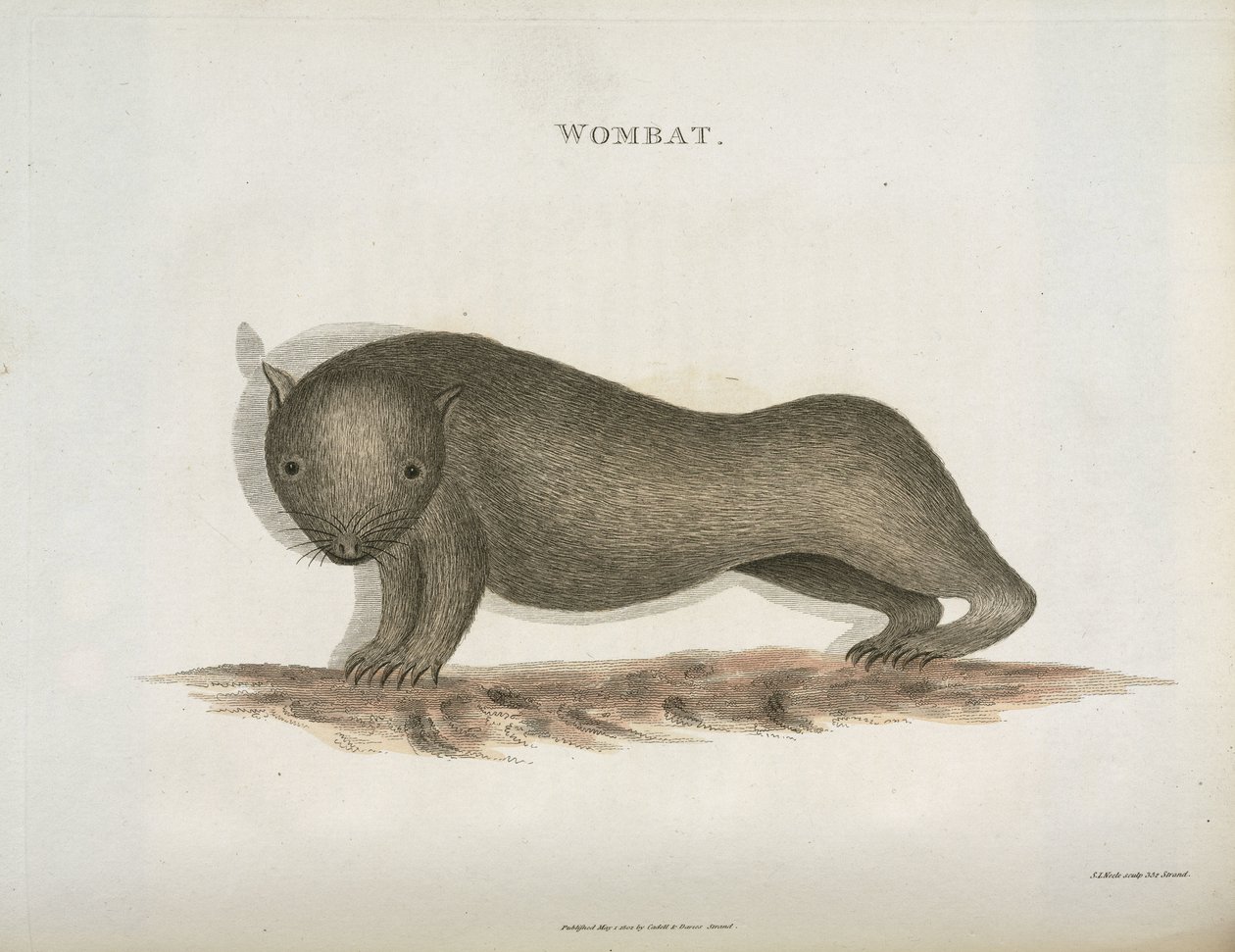 Wombat, Australia, ok. 1798 autorstwa Unbekannt