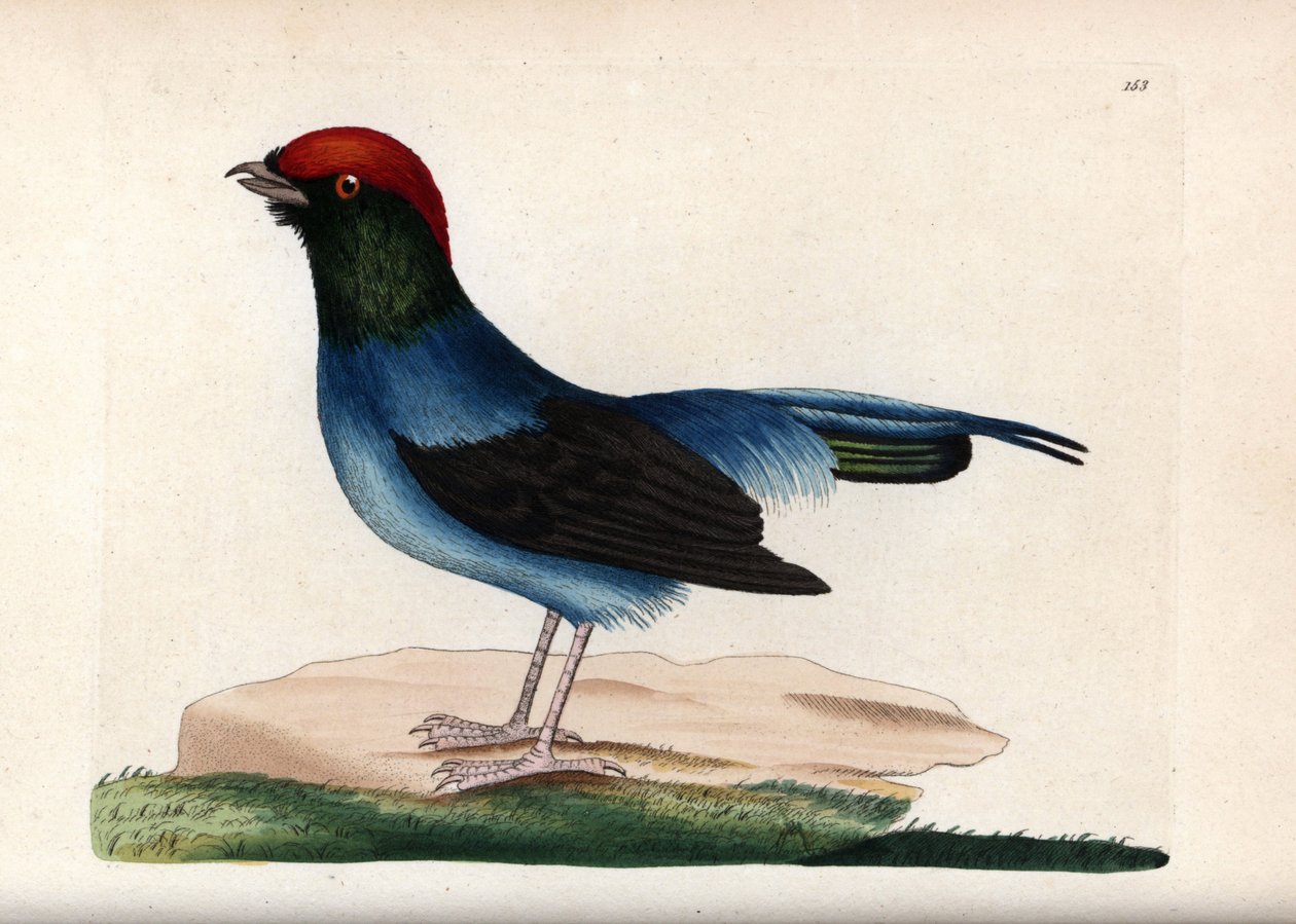 Wspaniały manakin (Chiroxiphia linearis). Niepodpisana ilustracja (George Shaw i Frederick Nodder). Litografia w The Naturalist