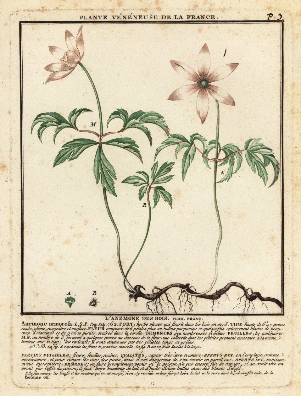 Zawilec leśny, Anemone nemorosa. autorstwa Unbekannter Künstler