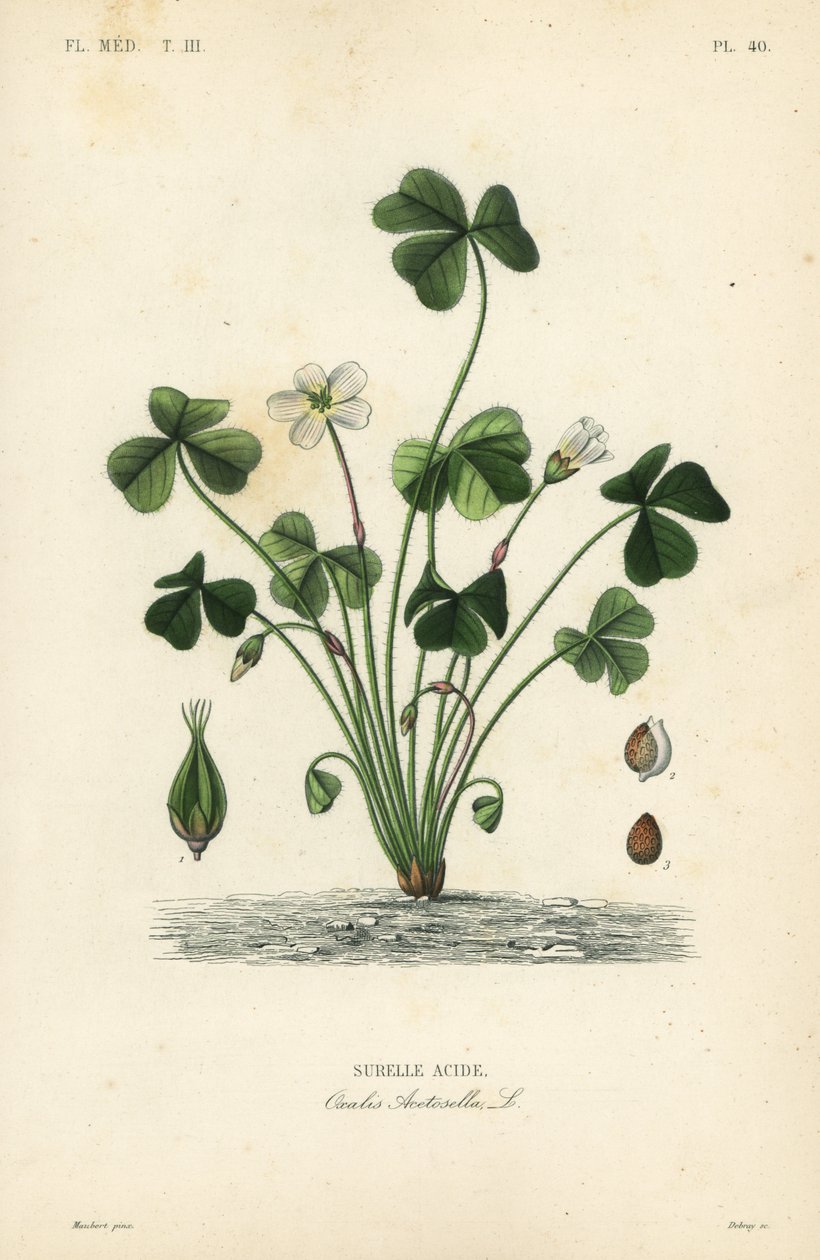 Szczaw zajęczy, Oxalis acetosella, Kwas Surelle autorstwa Unbekannt