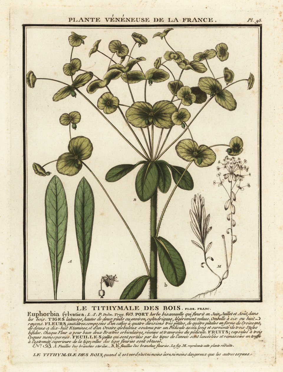 Wilczomlecz, Euphorbia amygdaloides. autorstwa Unbekannter Künstler
