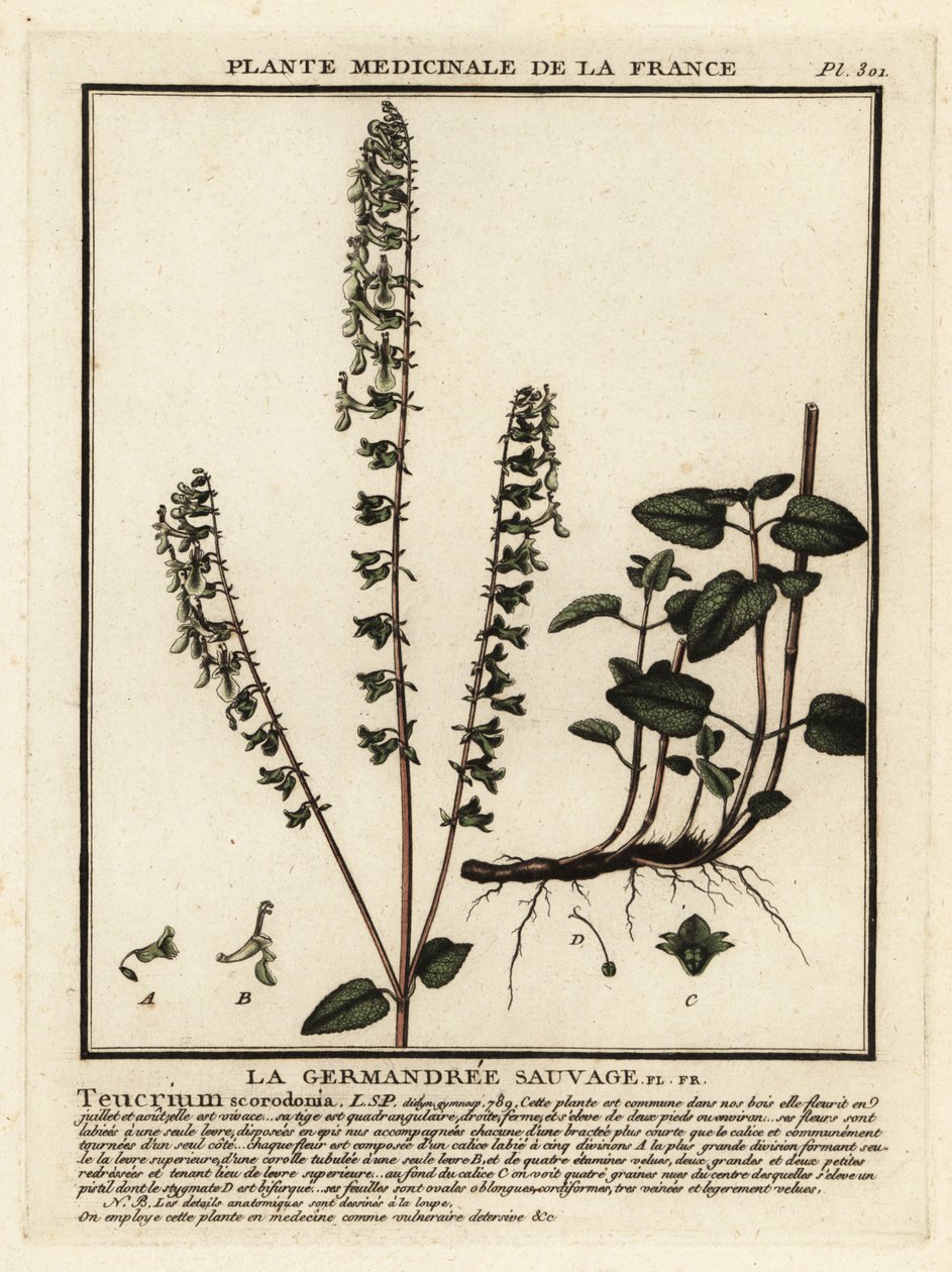 Omanka leśna, Teucrium scorodonia. autorstwa Unbekannter Künstler