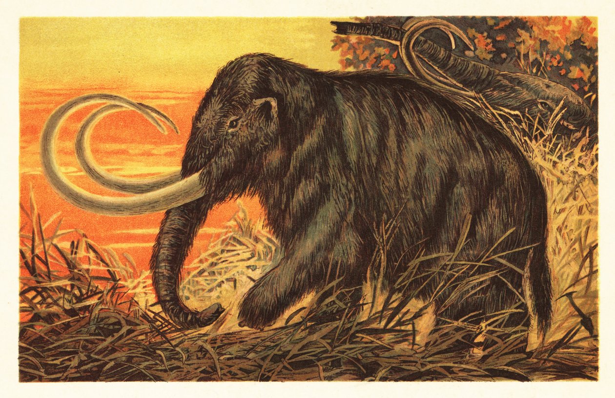 Mamut włochaty, Mammuthus primigenius.1908 (litografia) autorstwa Unbekannter Künstler