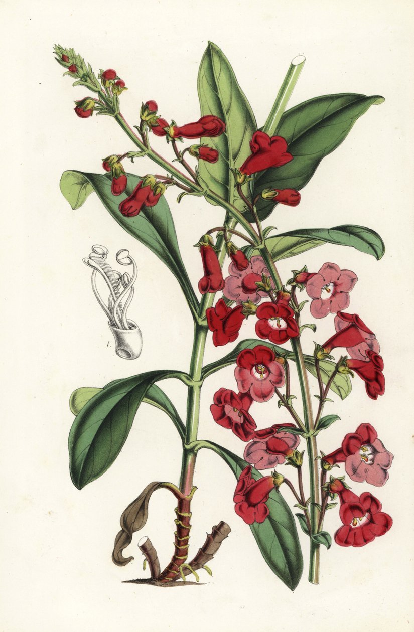 Język brodaty Wrighta, Penstemon wrightii (Pentstemon wrightii). Ręcznie kolorowana litografia z dzieła Louisa van Houtte