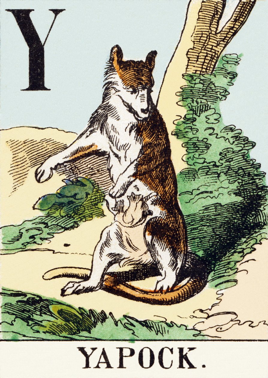 Y : Yapock - Alfabet myśliwski, c.1890 (grawerowanie) autorstwa Unbekannt