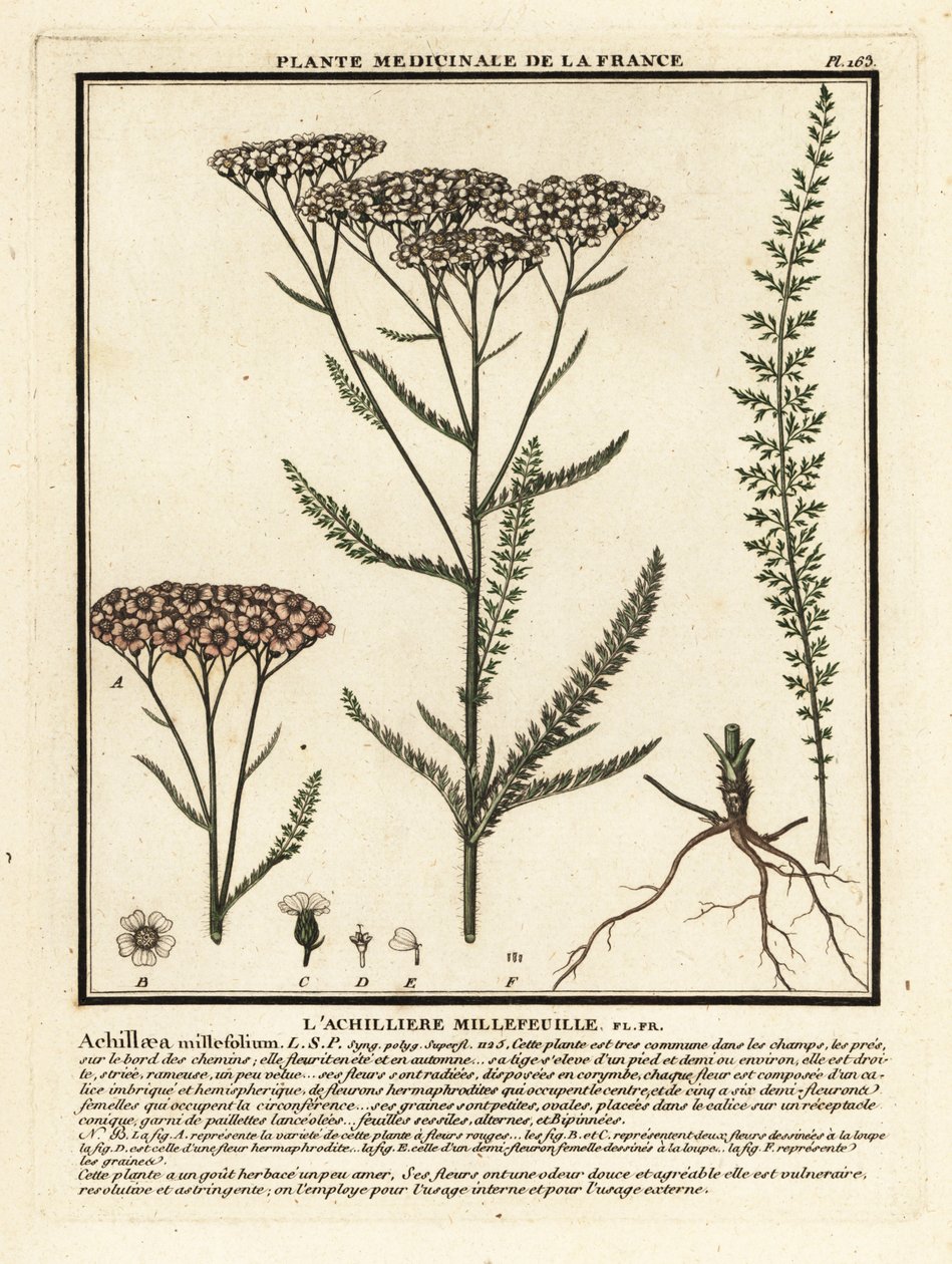 Krwawnik pospolity, Achillea millefolium. autorstwa Unbekannter Künstler