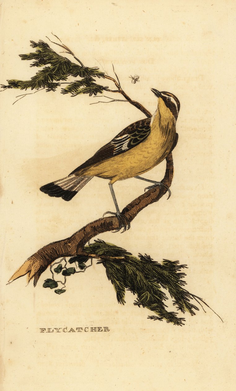 Muchołówka żółtodzioba , Ficedula zanthopygia. 1815 (grawerowanie) autorstwa Unbekannter Künstler