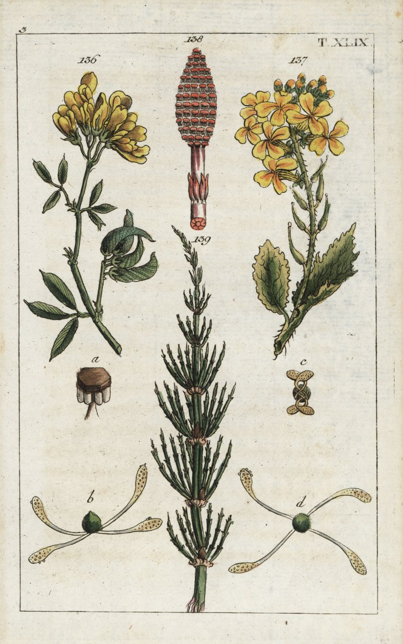 Żółta lucerna (alfalfa), Medicago falcata 136, dzika rzodkiew (ravenelle), Raphanus raphnistrum 137, i skrzyp polny (prele des champs), Equisetum arvense 138/139. Ręcznie kolorowany miedzioryt przedstawiający ilustrację botaniczną z "Unte autorstwa Unbekannter Künstler