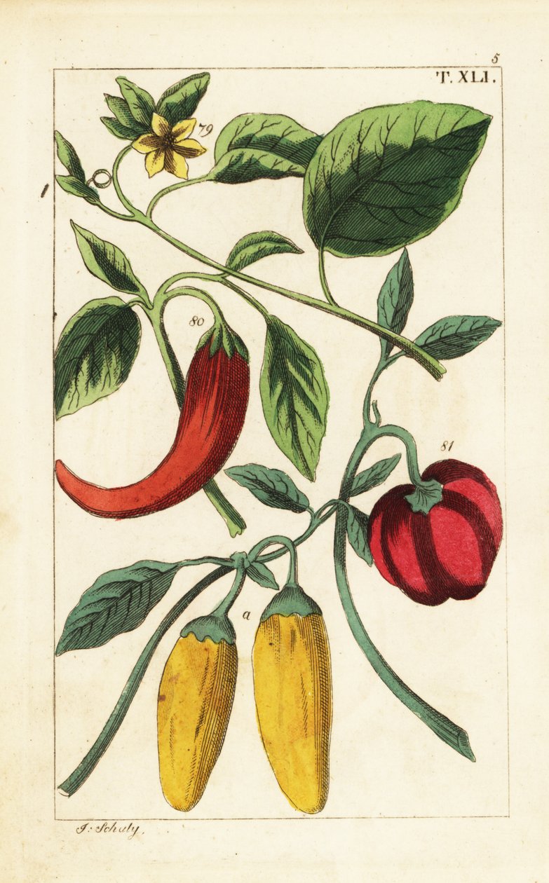 Żółta i czerwona papryka chili, Capsicum annuum. autorstwa Unbekannter Künstler