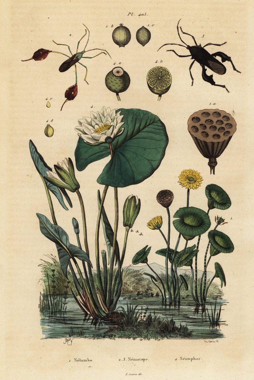 Lotos żółty, Nelumbo lutea 1, pluskwiaki łapy, Anisoscelis foliaceus 2 i Anoplocnemis curvipes 3 oraz lilia biała, Nymphaea alba 4 autorstwa Unbekannt