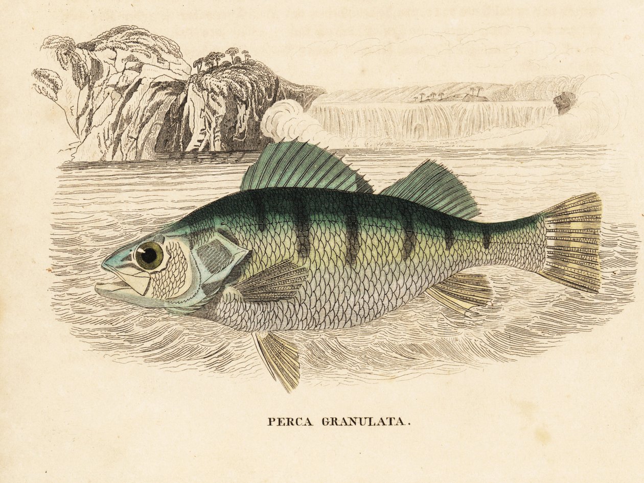 Okoń żółty, Perca flavescens (okoń granulowany, Perca granulata). Ręcznie kolorowany staloryt z Galerii Historii Naturalnej Georga Friedricha Treitschke, Naturhistorischer Bildersaal des Thierreiches, Liepzig-1842. autorstwa Unbekannter Künstler