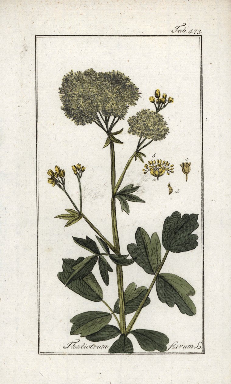Pigwowiec żółty (Thalictrum flavum). Litografia z "Afbeelding der Artseny-Gewassen" Johannesa Zorna (1739-1799), Holandia autorstwa Unbekannter Künstler