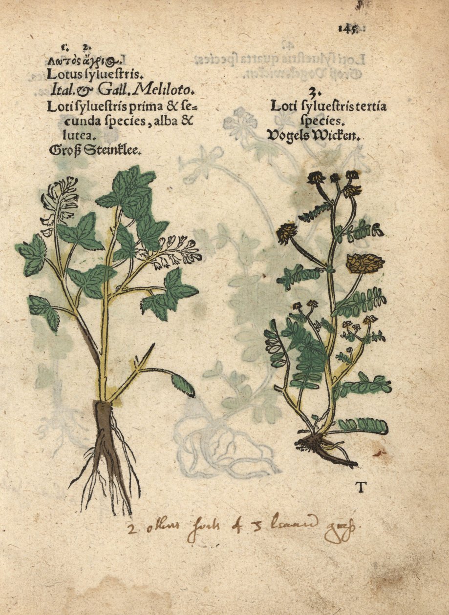 Żółty gatunek słodkiej koniczyny, Melilotus officinalis. Ręcznie kolorowany drzeworyt ilustracji botanicznej z Krauterbuch lub Herbal Adama Lonicera, Frankfurt autorstwa Unbekannter Künstler