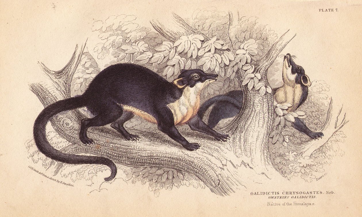 Kuna leśna, Martes flavigula (Galidictis chrysogastes). Ręcznie kolorowany staloryt Lizarsa na podstawie ilustracji Charlesa Hamiltona Smitha ze szkicu R.G. Watkina z William Jardine