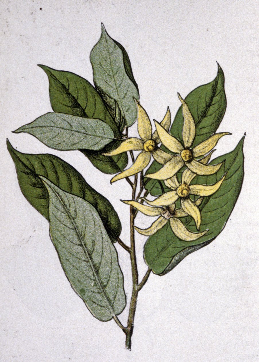 Ylang Ylang, początek XX wieku (rycina) autorstwa Unbekannter Künstler